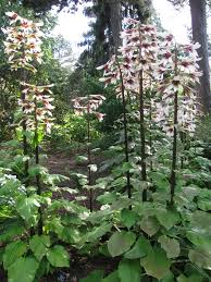 Reuzenlelie - Cardiocrinum giganteum