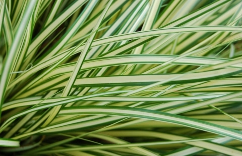 Zegge - Carex oshimensis 'Evergold'