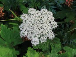 Baltische peterselie - Cenolophium denudatum