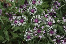 Korenbloem - Centaurea montana 'Amethyst Snow'
