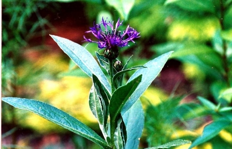 Korenbloem - Centaurea montana 'Coerulea'