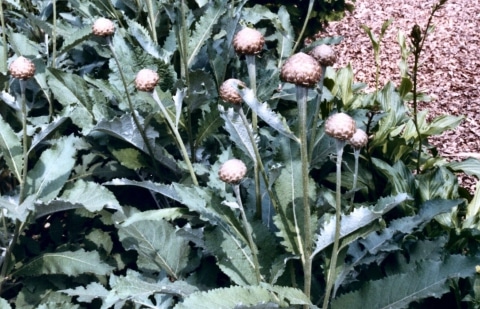 Korenbloem - Centaurea 'Pulchra Major'