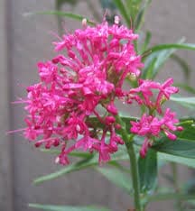 Spoorbloem valeriaan - Centranthus ruber 'Coccineus'