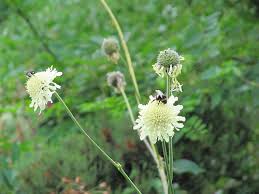 Reuzenscabiosa - Cephalaria gigantea