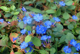 Loodkruid - Ceratostigma plumbaginoides