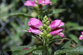 Schildpadbloem - Chelone lyonii 'Hot Lips'