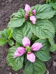 Schildpadbloem - Chelone obliqua 'Ieniemienie'