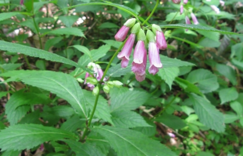 Schijnschildpadbloem - Chelonopsis moschata 