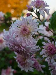 Chrysant - Chrysanthemum 'Emperor of China'