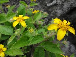 Goudbaardgras - Chrysogonum virginianum