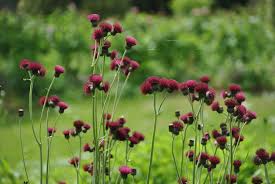 Vederdistel - Cirsium rivulare 'Atropurpureum'