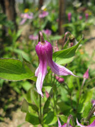 Bosrank - Clematis integrifolia 'Floris V'