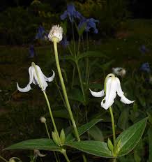 Bosrank - Clematis integrifolia 'Gletschereis'