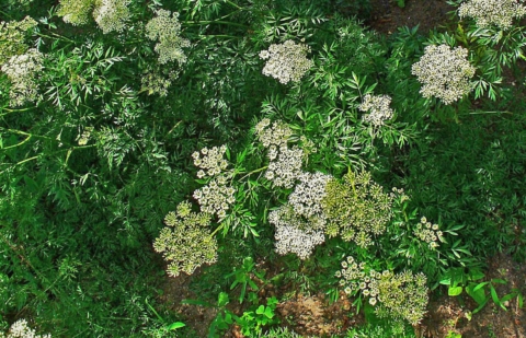 Cnidium - Cnidium silaifolium