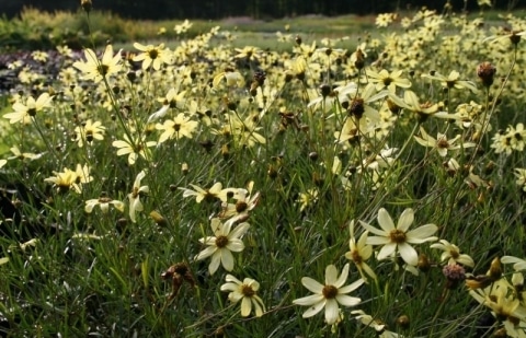 Meisjesogen - Coreopsis verticillata 'Moonbeam'