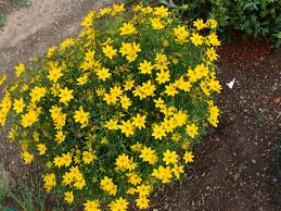 Meisjesogen - Coreopsis verticillata 'Zagreb'