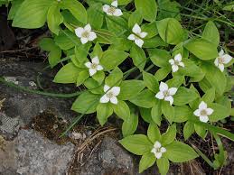 Dwergkornoelje - Cornus canadensis