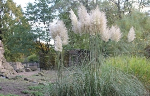 Pampasgras - Cortaderia selloana 'Pumila'