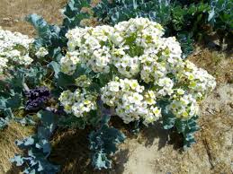 Zeekool - Crambe maritima