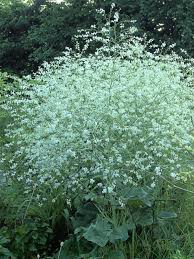 Zeekool - Crambe cordifolia