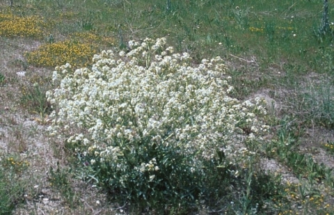 Zeekool - Crambe tatarica