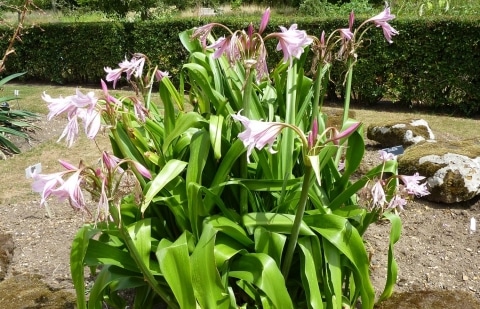 Haaklelie - Crinum x powellii 'Rosea'
