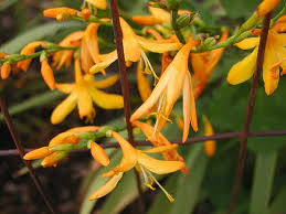 Montbretia - Crocosmia 'George Davidson'