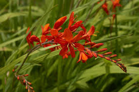 Montbretia - Crocosmia 'Lucifer'