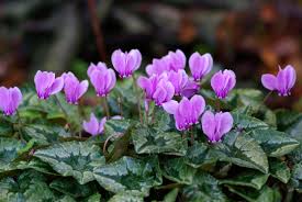 Cyclaam, alpenviooltje - Cyclamen  hederifolium