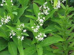 Cynanchum - Cynanchum ascyrifolium