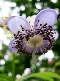 Deinanthe - Deinanthe caerulea 'Blue Wonder'