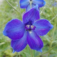 Ridderspoor - Delphinium 'Picolo'
