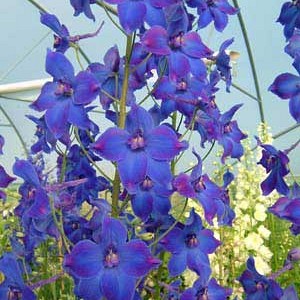 Ridderspoor - Delphinium belladonna 'Volkerfrieden'