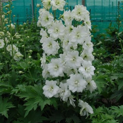 Ridderspoor - Delphinium 'Delphis Diamant'