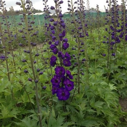 Ridderspoor - Delphinium 'Delphis Jewel'