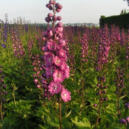 Ridderspoor - Delphinium 'Delphis Pink Power'
