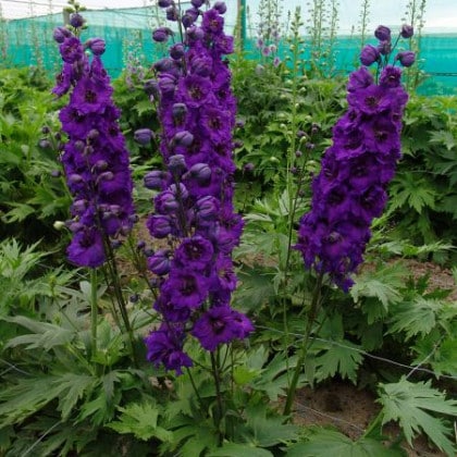 Ridderspoor - Delphinium 'Delphis Secret'