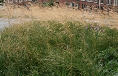 Smele - Deschampsia cespitosa 'Goldtau'