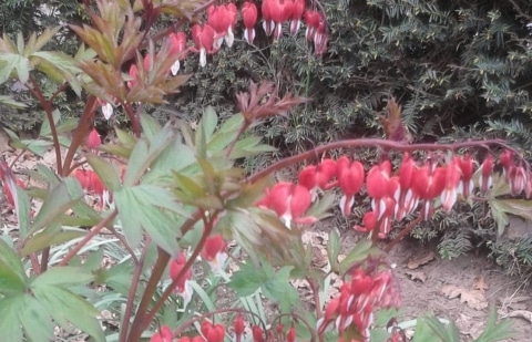 Gebroken hartje - Dicentra spectabilis 'Valentine'