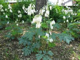 Gebroken hartje - Dicentra formosa 'Aurora'