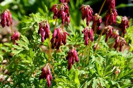 Gebroken hartje - Dicentra formosa 'Luxuriant'
