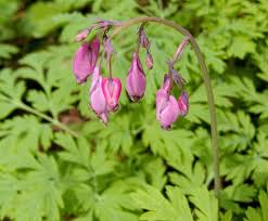 Gebroken hartje - Dicentra formosa