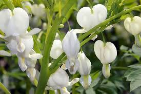 Gebroken hartje - Dicentra spectabilis 'Alba'