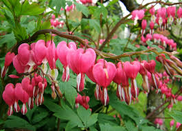 Gebroken hartje - Dicentra spectabilis