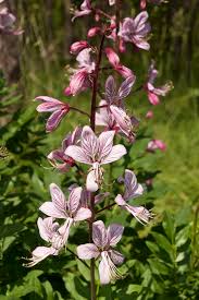 Vuurwerkplant - Dictamnus albus