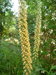 Vingerhoedskruid - Digitalis ferruginea 'Gelbe Herrold'