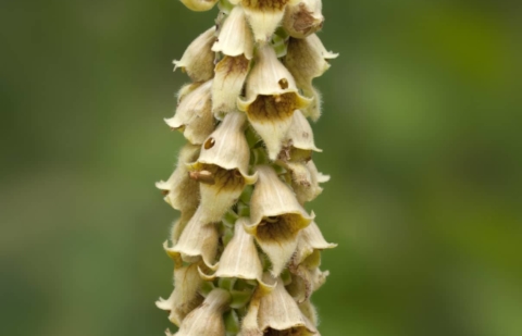 Vingerhoedskruid - Digitalis ferruginea 