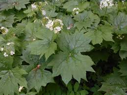 Diphylleia - Diphylleia cymosa