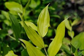 Disporum - Disporum cantoniense 'Green Giant'