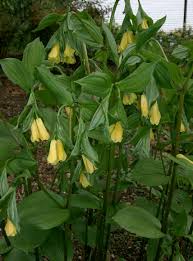 Disporum - Disporum flavens